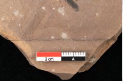 Foto (Detailansicht) von Typha latissima Braun (NHMW-GEO-2024-0188-0435)